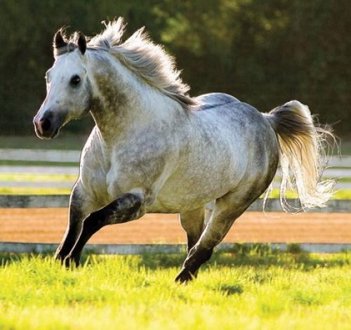 NORDICK ONLY VM (4 Coberturas)