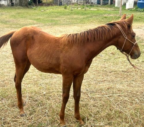 STREAKIN FAME RCH x KATIE CODY TOP EK