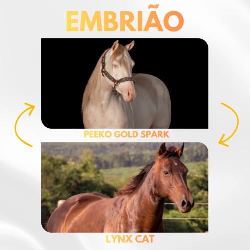 PEEKO GOLD SPARK X LYNX CAT (Embrião a efetivar)