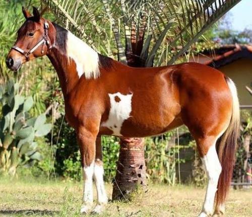 LASTLY HUSTLE DUNIT ACB