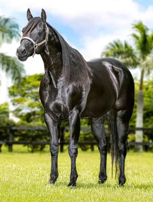 BLACK CAT LIDER (S. Congelado)