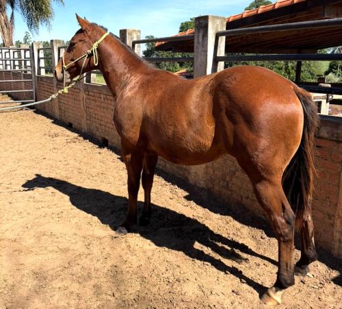 CASTANHO RED X MISS FIRST ROCK JA