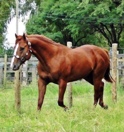 VULCANO POINT SIX VA (1 Cobertura)