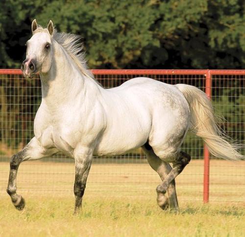 SC CHISELED IN STONE  (S. Congelado)