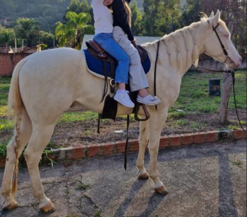 MACHO CREMELO SEM REGISTRO