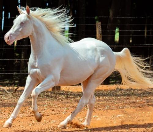 WHITEY CLAY STAR (1 Cobertura)