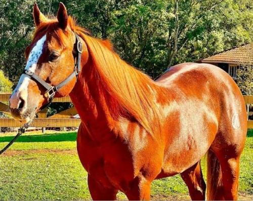 FIGHT LIL SIS (1 Cobertura)