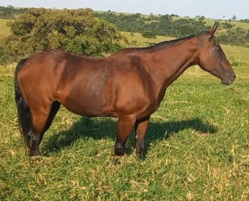 MODEL THE MOON TMR (P+)