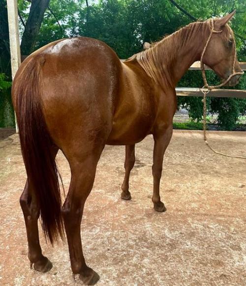 TASTER MOTION X RIALEX CHICA WHIZ