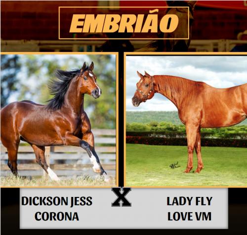 DICKSON JESS CORONA X LADY FLY LOVE VM (Embrião a efetivar)