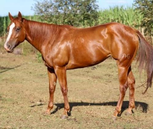 DESENHADA RED FHG (Ventre)