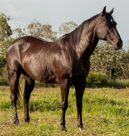 FANTASY ICY OFV (Ventre)