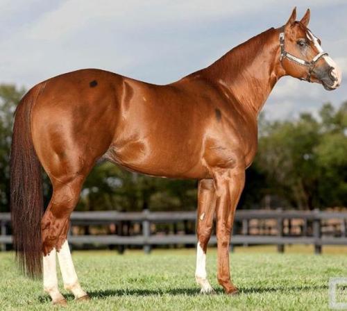 RED HAWK CARTEL (1 Cobertura)