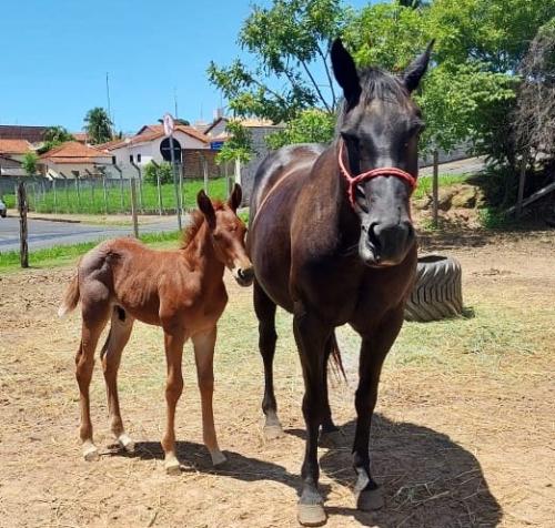 GIORGIA KEN MASTER (Lote 2 em 1)