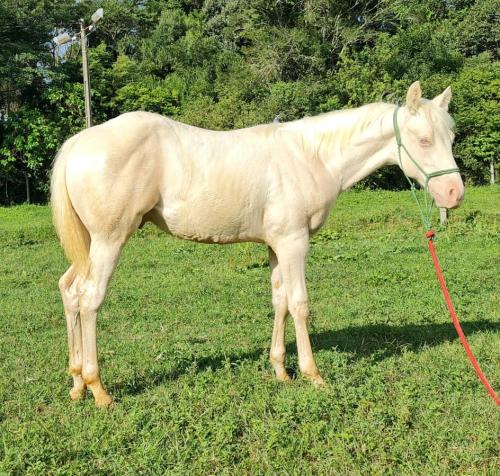SHOWBOAT MOORE X HINATA OKIEBARS BG