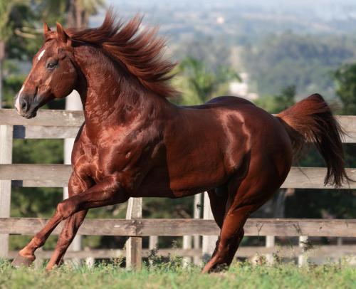 MALBORO RED KID (1 Cobertura)