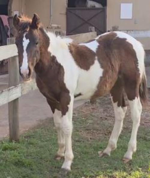 INVICTA FLYER CAT YBJ