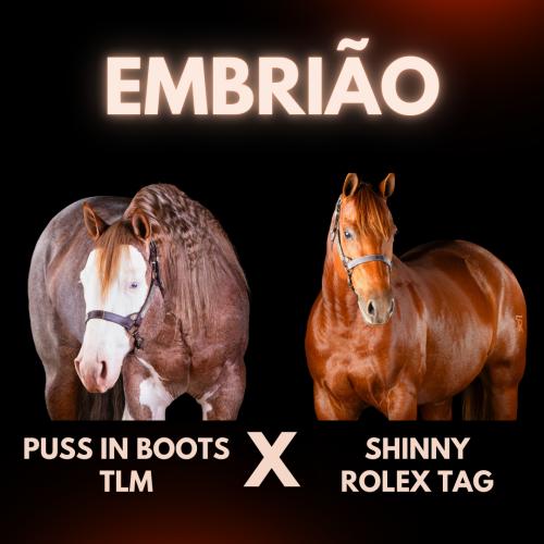 PUSS IN BOOTS TLM X SHINNY ROLEX TAG (Embrião a efetivar)
