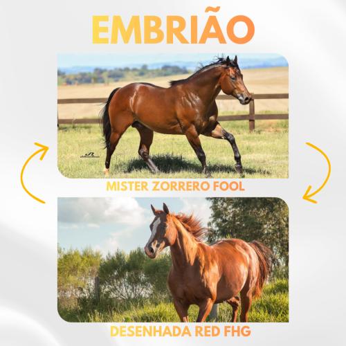 MISTER ZORRERO FOOL X DESENHADA RED FHG (Embrião a Efetivar)