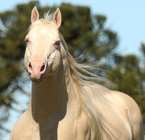 WHITE IN EXCESS DAN (1 Cobertura)