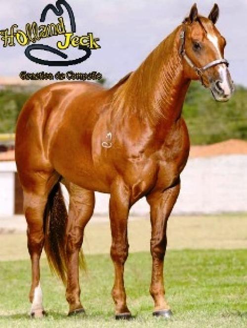 HOLLAND JECK (1 Cobertura)