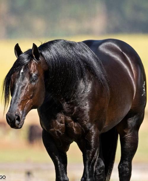 AIM TA FAME (1 Cobertura)