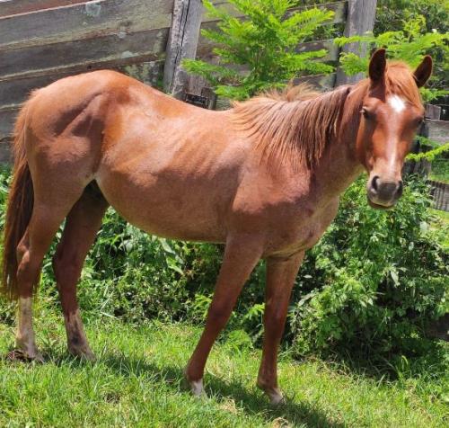 HIS STEADFAST HEART X MERLIN BARS STEP KQ