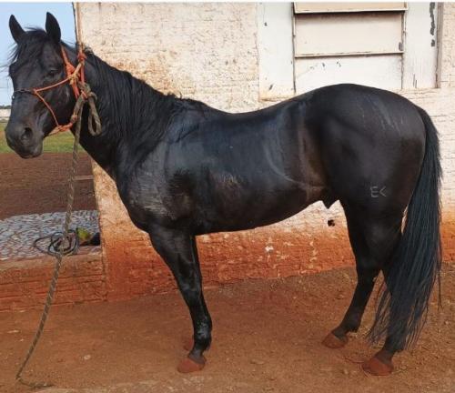 FLY HIGHT FAME EK (1 Cobertura)