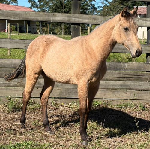 HOLLYWOOD GOTTA GUN X GSP STARLIGHT PRINCE
