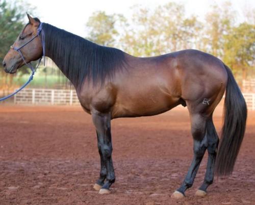 LUCKY FAME EK (1 Cobertura)