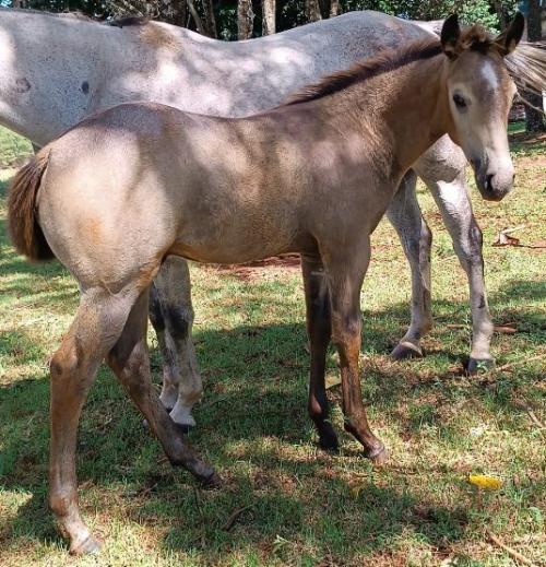 HIS STEADFAST HEART x MISS FOX GRAY EJB