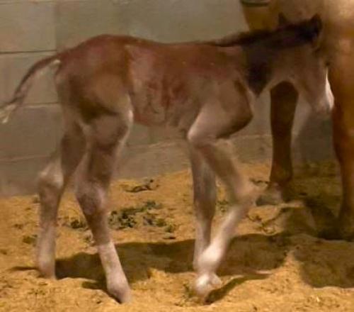 MJ REVOGUN RCR X MY GUNNA