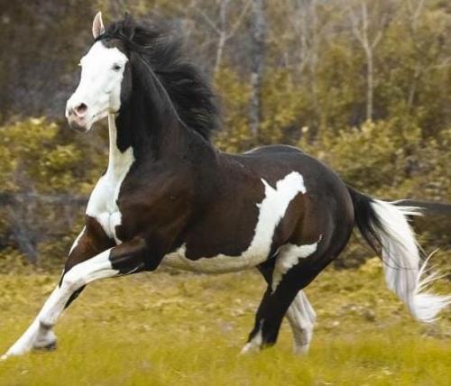 SPOOK GOTTA STAR (1 Cobertura)