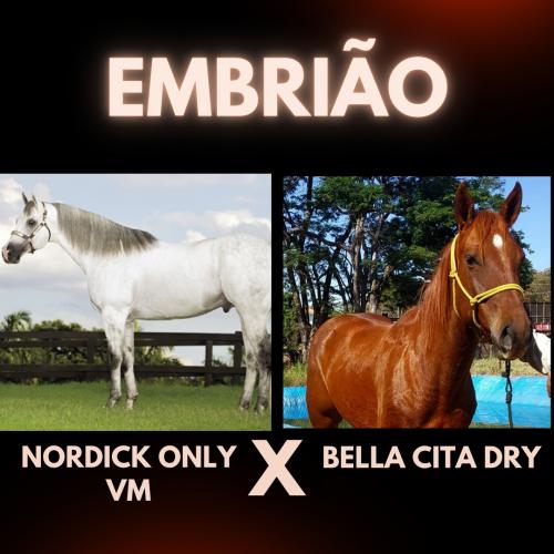 NORDICK ONLY VM X BELLA CITA DRY (Embrião a efetivar)