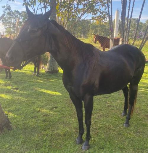 DARK QUEEN MOOSE NHP (Lote 2 em 1)