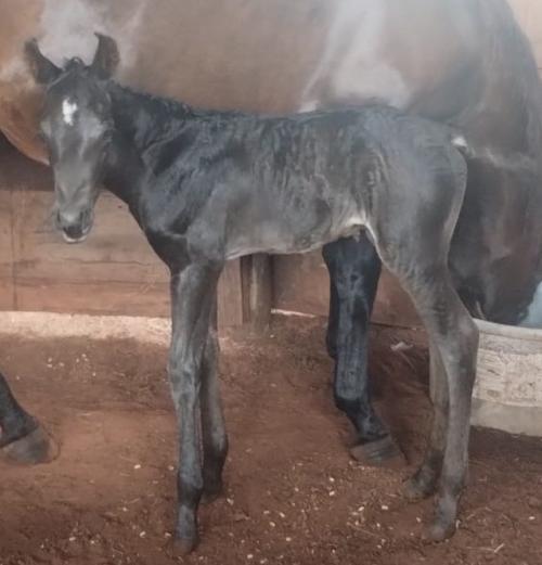 LUCKY BLUEMETAL YM X BETINA STREAK JAY