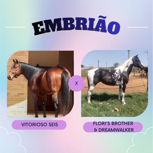 VITORIOSO SEIS X FLORI'S BROTHER & DREAMWALKER (Embrião a efetivar)