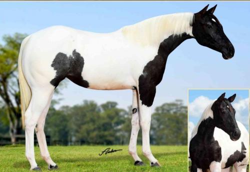 KYKA KALIMAN FAME HSEL