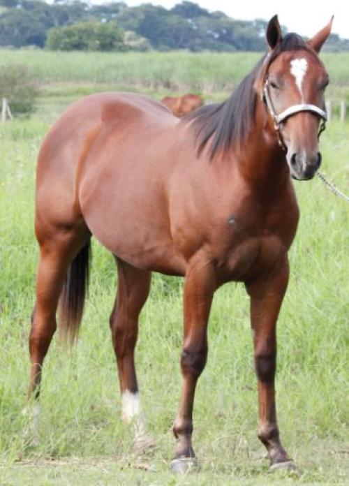 TUX PLAYBOY FAME V2S