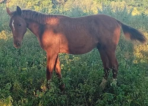 ARISTOCRAT DEE X LITTLE MAKIN TROUBLE