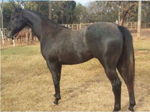 FERUZ EASE WILD (S. Congelado)