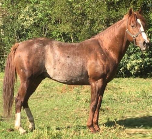 HIGHT FIVER CAT (1 Cobertura)