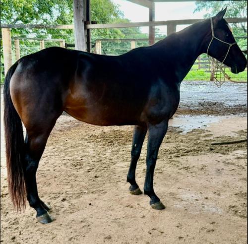 ZOE ANIZ HEAVENS CAT (P+)