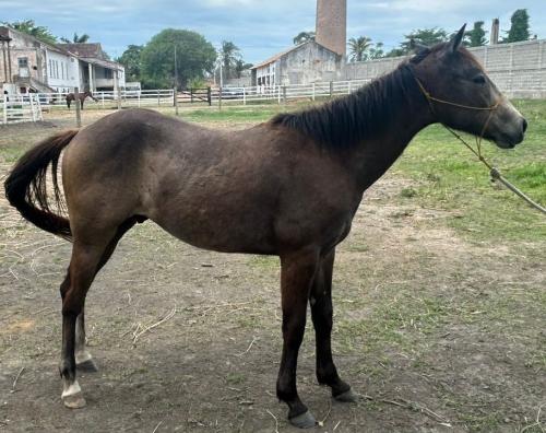 RAGNAR GOTTA GUN VLR