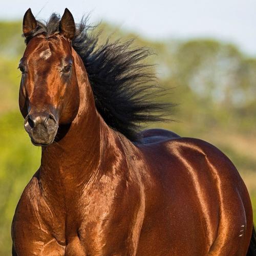 CADES TRES SEIS HRZ (1 Cobertura)