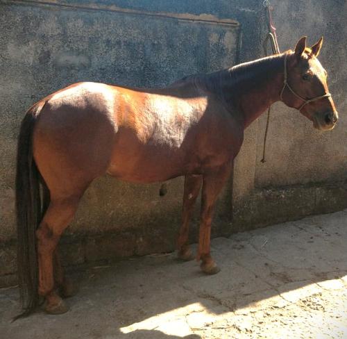 BELLE SANA BEAVER (P+)