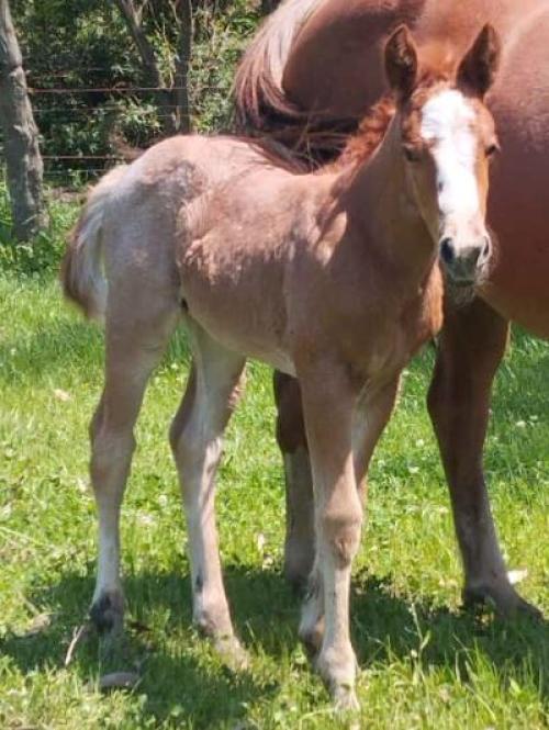 REYDICULOUS BIGUER X NEVASCA ON ME