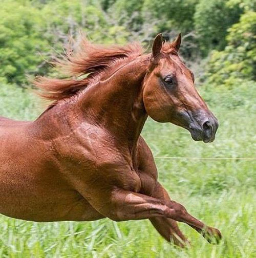 VOADOR RED WA (1 Cobertura)