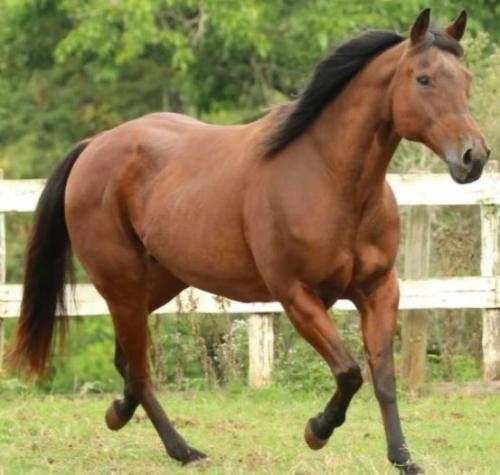 SOLANA LENA (Ventre)