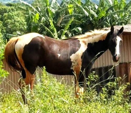 PATY HICKORY OAK CASH TZ